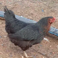 مرغ تخمگذار