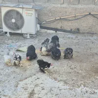 مرغ خروس کوشین