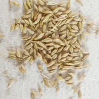سبوس گندم،کنسانتره،جوو،برنج طارم