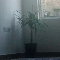 کل آپارتمانی