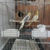 یک جفت عروس هلندی مولد باقفس