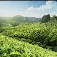 فروش-یا-مشارکت-در-ساخت-زمین-تجاری-مسکونی