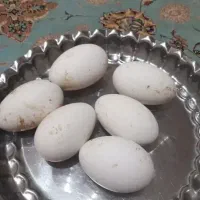 با سلام تخم طاووس نطفه دار تضمینی