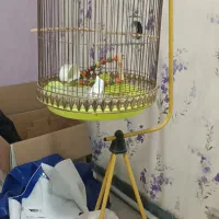 قفس پرنده