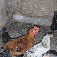 خروس نیمچه
