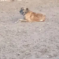 سگ گله|سگ|میان جلگه, |دیوار