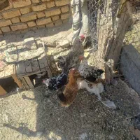 مرغ گلین اصل چهل جیر
