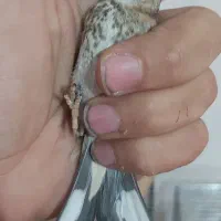 جوجه سهره درجه یک