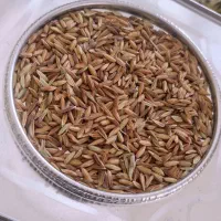 چلتوک بذری شلتوک بذری