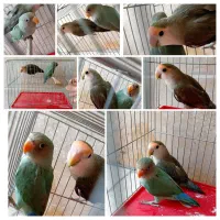طوطی برزیلی نروماده