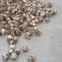 (موسیر) (تضمینی) کوهی