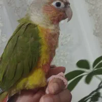 طوطی گرین‌چیک