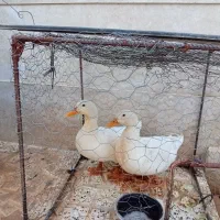 یک جفت اردک تخم گذار