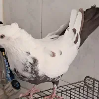 نر دمسیاه ودم قهوه ای