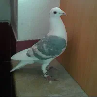 ماده پشتی خطی دوکت