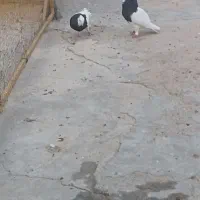 کبوتر