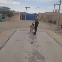 سگ ژرمن|سگ|شهر ری, فیروزآبادی|دیوار