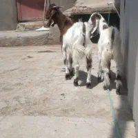 ۲راس بزغاله نر خالص پاکستانی