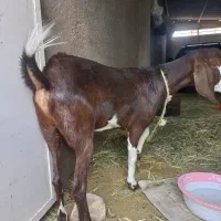 بز ماده