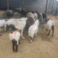 کلات گوسفند باقصاب
