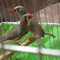 فنچ