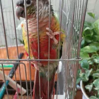 طوطی گیرینچیک