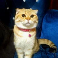 گربه اسکاتیش نر