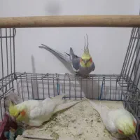 عروس هلندی