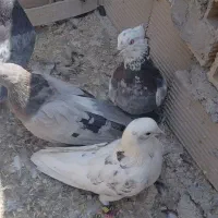 کبوتر اصفهانی