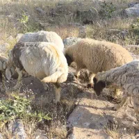 بره|حیوانات مزرعه|دالاهو, |دیوار