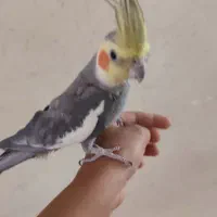 مرغ عروس هلندی نر بسیار سر حال