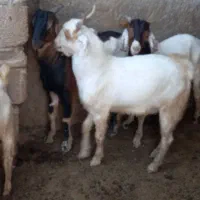 کهر بز|حیوانات مزرعه|کاکی, |دیوار