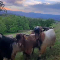 بز نر، تکه