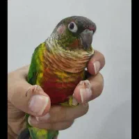 جوجه طوطی گرینچیک رام دانه خور
