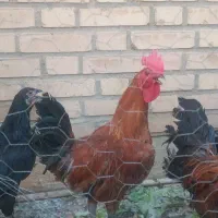 خروس عربی