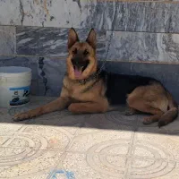 سگ ژرمن ماده اصیل و فرمانبردار