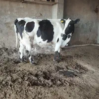 گاو شیری و گوساله نر