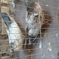 کبوتر جوجه