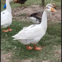 فروش غاز