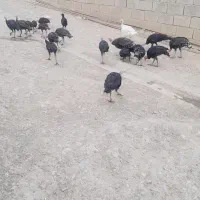 فروش بوقلمون