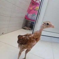 جوجه لاری