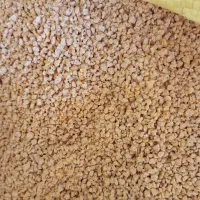 دانه مرغی پیش اغازین