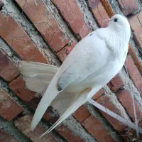 کبوتر|پرنده|ماکو, |دیوار