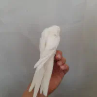 عروس هلندی ماده البینو