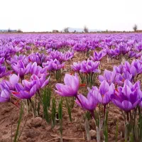 اجاره-زمین-بااب-برای-زعفرون-نگینی