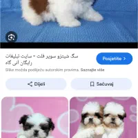 شیتزو فلت