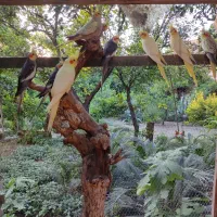 طوطی عروس هلندی