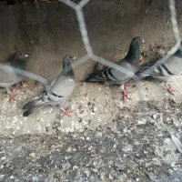 دوبر مسافتی بلند