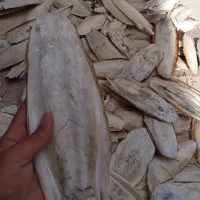 کف دریا|لوازم جانبی حیوانات|شیراز, عادل آباد|دیوار