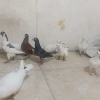 کفتر بوم همه ضربه